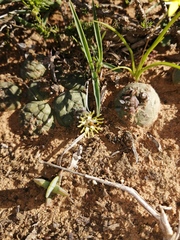 Euphorbia globosa