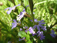 Scaevola aemula