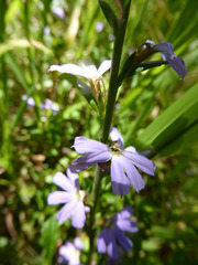 Scaevola aemula