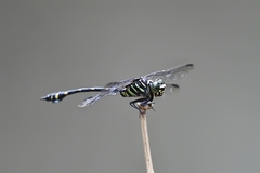 Ictinogomphus lieftincki