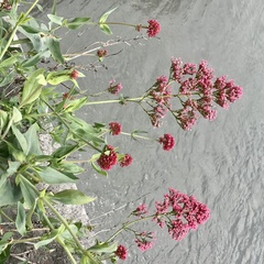 Centranthus ruber