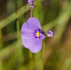 Utricularia beaugleholei