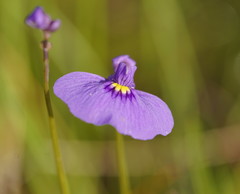 Utricularia beaugleholei