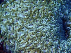 Lobophyllia erythraea