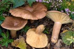Lactarius hysginus