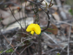 Gompholobium polymorphum