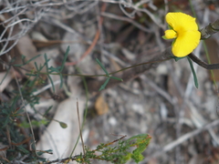 Gompholobium polymorphum