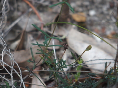 Gompholobium polymorphum
