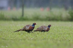 Phasianus colchicus formosanus