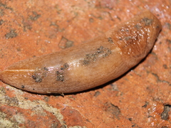 Tandonia