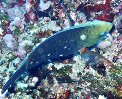 Chlorurus