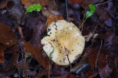 Lactarius decipiens