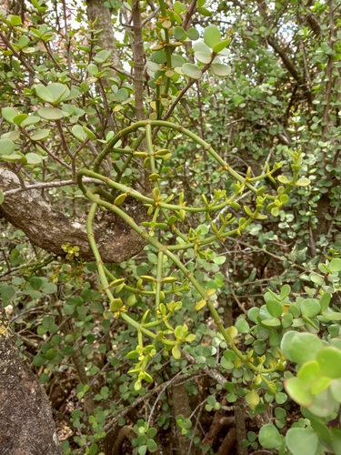 Stonecrop Mistletoe (Viscum crassulae)