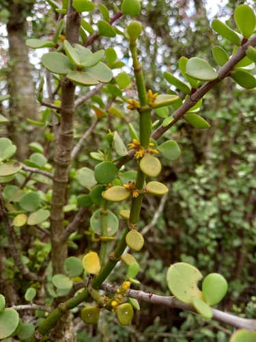 Image of Viscum crassulae by (c) Christiaan Viljoen, some rights reserved (CC BY)