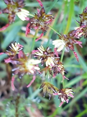 Juncus lomatophyllus