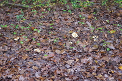 Lactarius decipiens