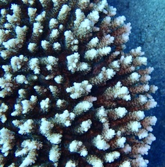 Acropora tenuis