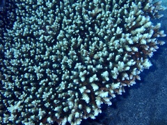 Acropora tenuis