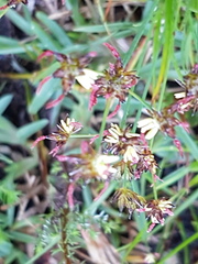Juncus lomatophyllus