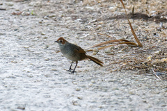 Dasyornis broadbenti