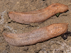 Tandonia kusceri