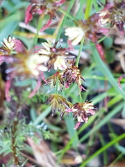 Juncus lomatophyllus