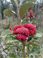 Telopea aspera