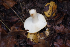 Lactarius decipiens