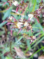 Juncus lomatophyllus