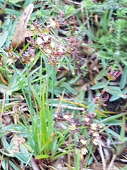 Juncus lomatophyllus