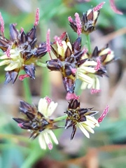 Juncus lomatophyllus