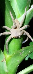 Heteropoda pingtungensis
