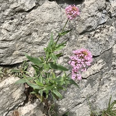 Centranthus ruber