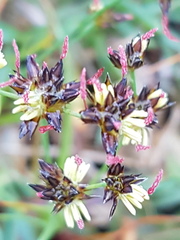 Juncus lomatophyllus