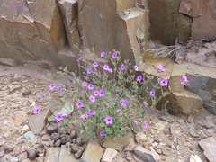 Mirabilis ovata
