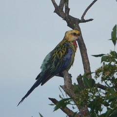 Platycercus eximius x adscitus