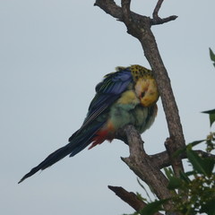 Platycercus eximius x adscitus