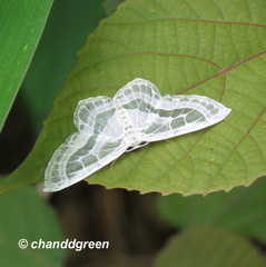 Pseudeuchlora kafebera