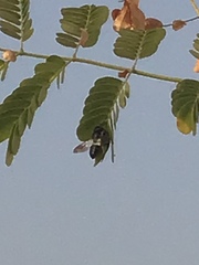 Megachile conjuncta