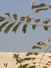 Megachile conjuncta