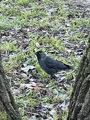 Corvus monedula