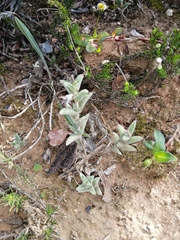 Trichodiadema orientale