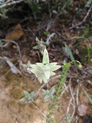 Trichodiadema orientale