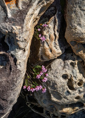 Sonderothamnus petraeus