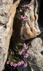 Sonderothamnus petraeus