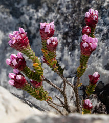 Sonderothamnus petraeus