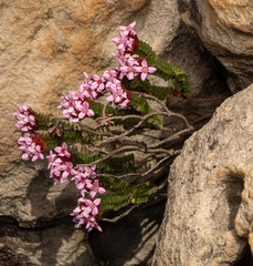 Sonderothamnus petraeus