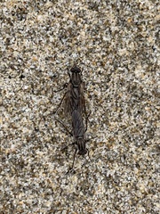 Anabarhynchus maritimus