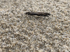 Anabarhynchus maritimus