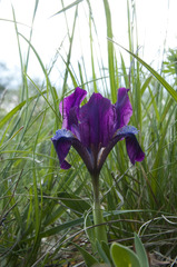 Iris pumila pumila